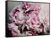 Peonies Galore II-Elizabeth Urquhart-Framed Stretched Canvas