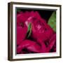 Peonies I-Ella Lancaster-Framed Giclee Print