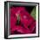 Peonies I-Ella Lancaster-Framed Giclee Print