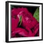 Peonies I-Ella Lancaster-Framed Giclee Print