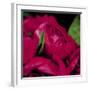 Peonies I-Ella Lancaster-Framed Giclee Print