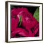 Peonies I-Ella Lancaster-Framed Giclee Print