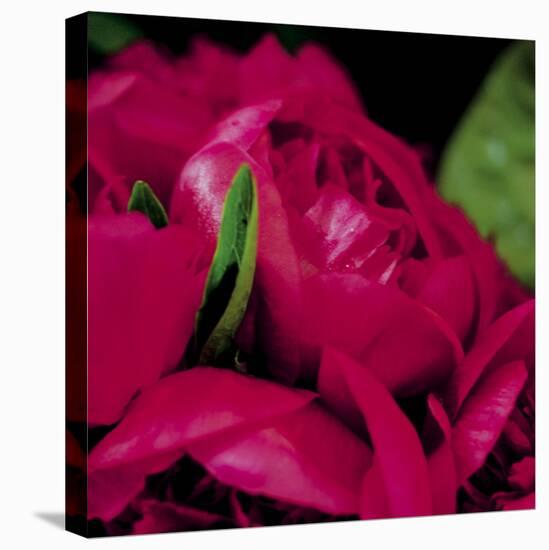 Peonies I-Ella Lancaster-Stretched Canvas