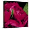 Peonies I-Ella Lancaster-Stretched Canvas