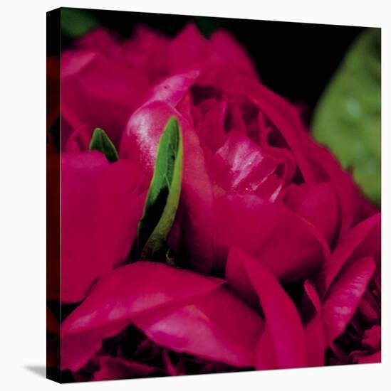 Peonies I-Ella Lancaster-Stretched Canvas