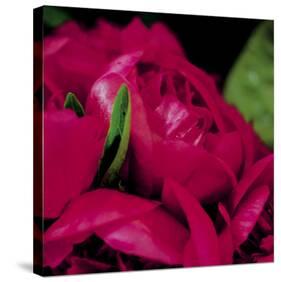 Peonies I-Ella Lancaster-Stretched Canvas