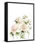 Peonies I-Katrina Pete-Framed Stretched Canvas