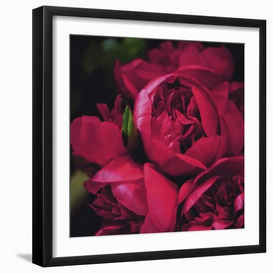 Peonies II-Ella Lancaster-Framed Giclee Print