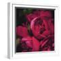 Peonies II-Ella Lancaster-Framed Giclee Print