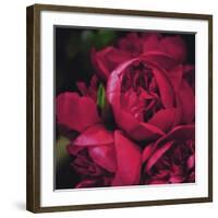 Peonies II-Ella Lancaster-Framed Giclee Print