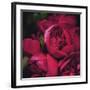 Peonies II-Ella Lancaster-Framed Giclee Print