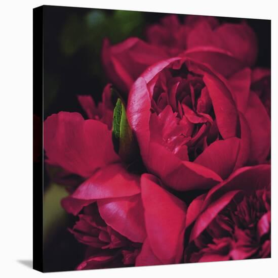 Peonies II-Ella Lancaster-Stretched Canvas