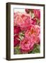 Peonies II-Karyn Millet-Framed Photographic Print