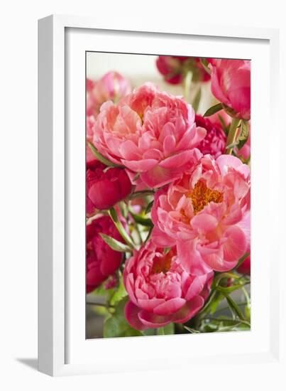 Peonies II-Karyn Millet-Framed Photographic Print