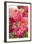 Peonies II-Karyn Millet-Framed Photographic Print