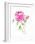 Peonies in Pink I-Nan Rae-Framed Art Print