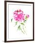 Peonies in Pink I-Nan Rae-Framed Art Print