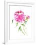 Peonies in Pink I-Nan Rae-Framed Art Print