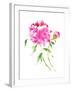 Peonies in Pink I-Nan Rae-Framed Art Print