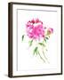 Peonies in Pink I-Nan Rae-Framed Art Print