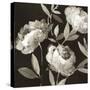 Peonies on Ebony-Asia Jensen-Stretched Canvas