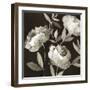 Peonies on Ebony-Asia Jensen-Framed Art Print