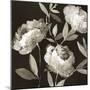 Peonies on Ebony-Asia Jensen-Mounted Art Print