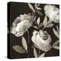 Peonies on Ebony-Asia Jensen-Stretched Canvas