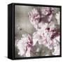 Peonies on Silver II-Shawna Sullivan-Framed Stretched Canvas