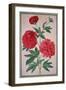 Peonies, Plate 46 from the Nassau Florilegium-Johann Jakob Walther-Framed Giclee Print