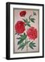 Peonies, Plate 46 from the Nassau Florilegium-Johann Jakob Walther-Framed Giclee Print