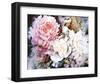 Peonies-David Maddern-Framed Art Print