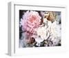 Peonies-David Maddern-Framed Art Print