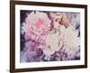 Peonies-David Maddern-Framed Art Print