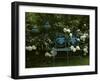 Peonies-null-Framed Photographic Print