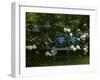 Peonies-null-Framed Photographic Print