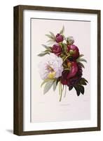 Peonies-Pierre-Joseph Redouté-Framed Giclee Print