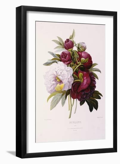 Peonies-Pierre-Joseph Redouté-Framed Giclee Print