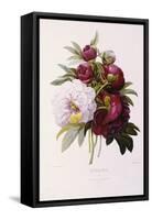 Peonies-Pierre-Joseph Redouté-Framed Stretched Canvas