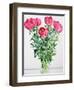 Peonies-Christopher Ryland-Framed Premium Giclee Print