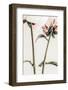 Peony 01-1x Studio III-Framed Photographic Print