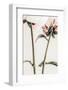 Peony 01-1x Studio III-Framed Photographic Print