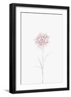 Peony 02-1x Studio II-Framed Giclee Print