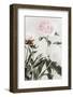 Peony 04-1x Studio III-Framed Photographic Print