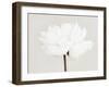 Peony 11-Pictufy Studio III-Framed Giclee Print