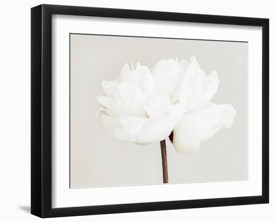 Peony 11-Pictufy Studio III-Framed Giclee Print