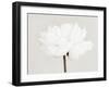 Peony 11-Pictufy Studio III-Framed Giclee Print