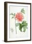 Peony, 1799 (Colour Stipple Print)-Pierre-Joseph Redouté-Framed Giclee Print