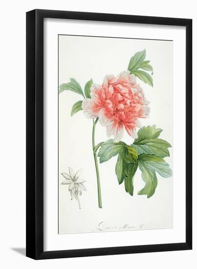 Peony, 1799 (Colour Stipple Print)-Pierre-Joseph Redouté-Framed Giclee Print