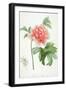 Peony, 1799 (Colour Stipple Print)-Pierre-Joseph Redouté-Framed Giclee Print